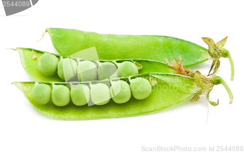 Image of Pea