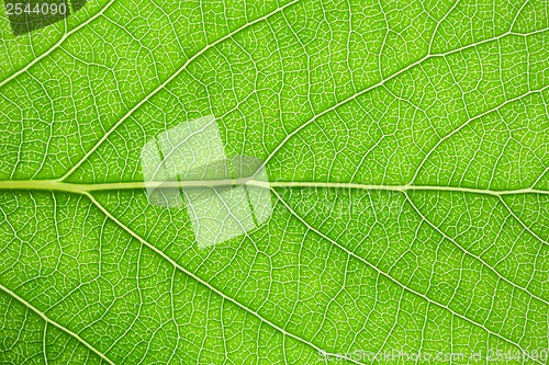 Image of Green leaf