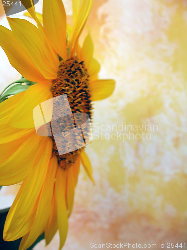 Image of Yellow Background and Sunflower