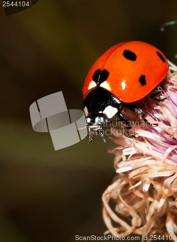 Image of Ladybird