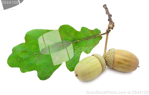Image of Acorn