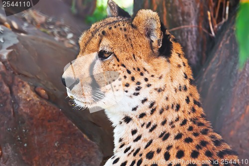 Image of Cheetah