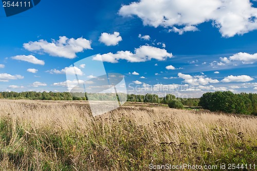 Image of Meadow