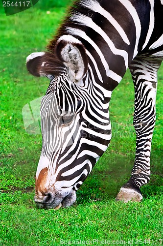 Image of Zebra