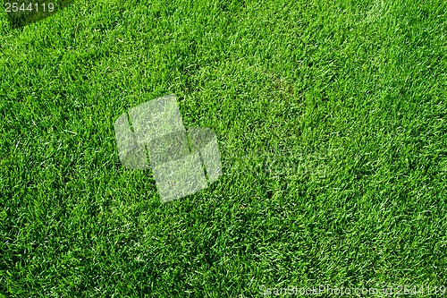 Image of Green grass