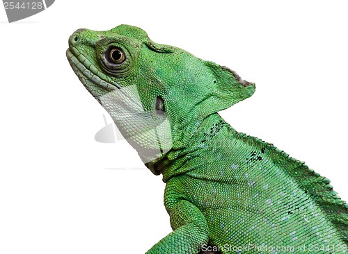 Image of Plumed basilisk