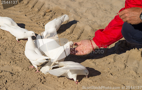 Image of Feeding pigeons