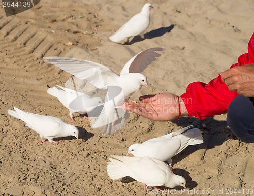 Image of Feeding pigeons