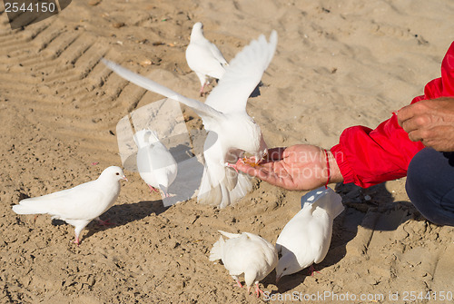 Image of Feeding pigeons