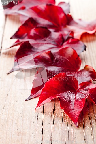 Image of red autumn leaves