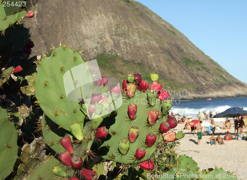 Image of Cactus in Itacoatiara beach