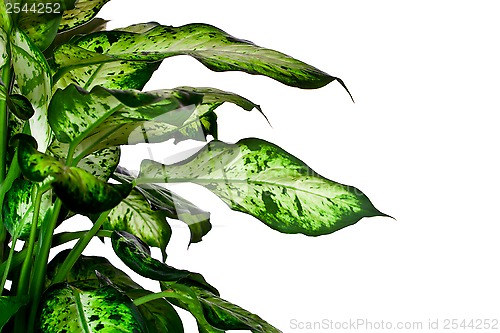 Image of Dieffenbachia 