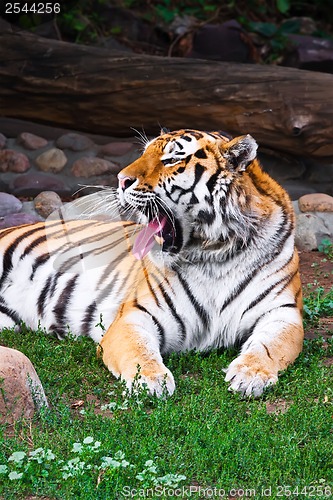 Image of Tiger