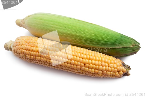 Image of Corn