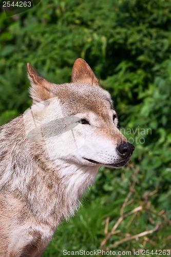 Image of Wolf