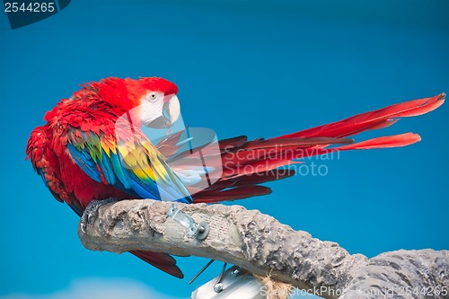 Image of Ara parrot