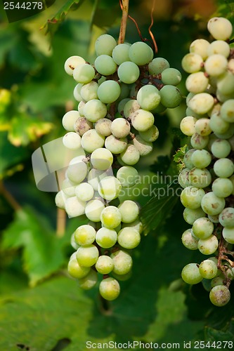 Image of Grapes