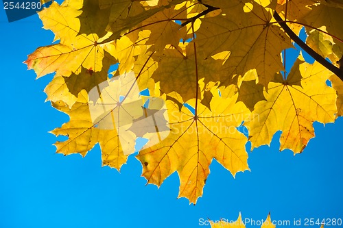 Image of Autumn