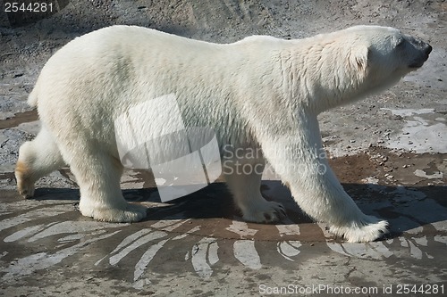 Image of Polar bear