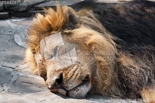 Image of Lion