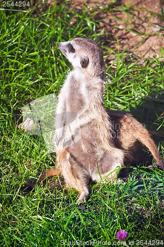 Image of Meerkat