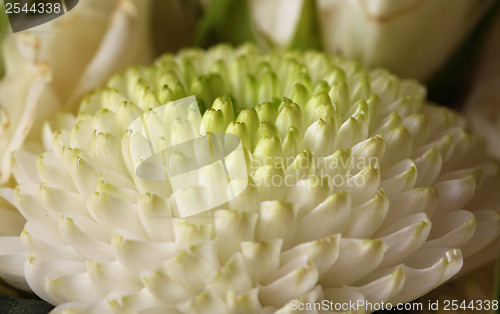 Image of white chrysanthemum