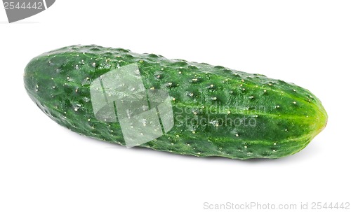 Image of Fresh cucumber
