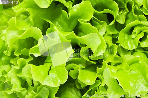 Image of Lettuce