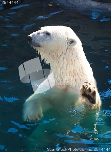 Image of Polar bear