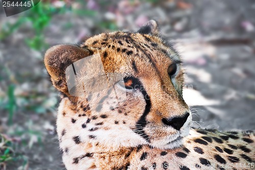 Image of Cheetah