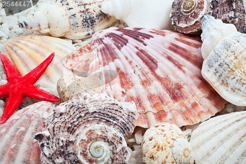 Image of Seashells