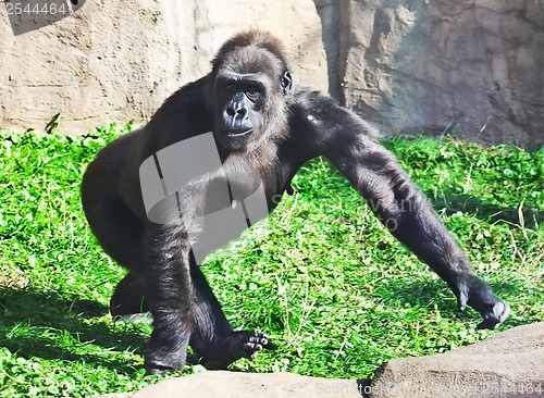 Image of Gorilla