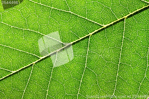 Image of Green leaf