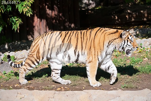 Image of Tiger