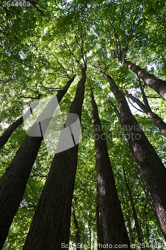 Image of Green forest