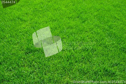 Image of Green grass