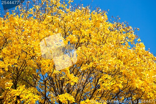 Image of Autumn