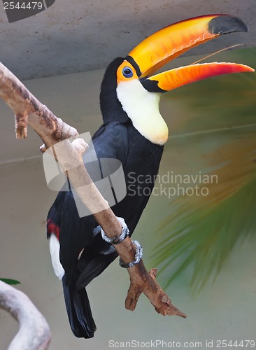 Image of Toucan