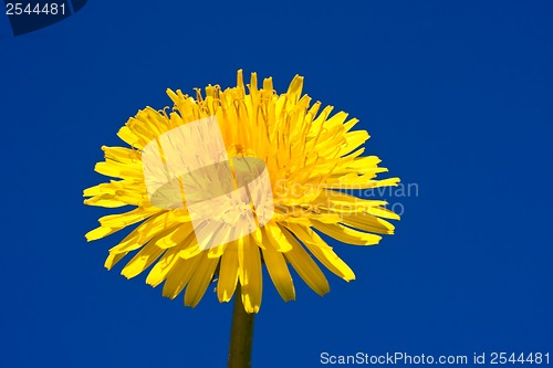 Image of Dandelion
