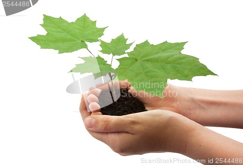 Image of Tree in hands