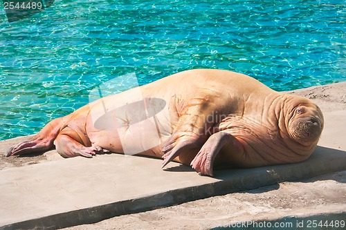 Image of Walrus
