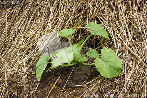 Image of Zucchini plant