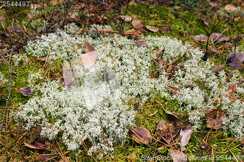 Image of White moss in the forest