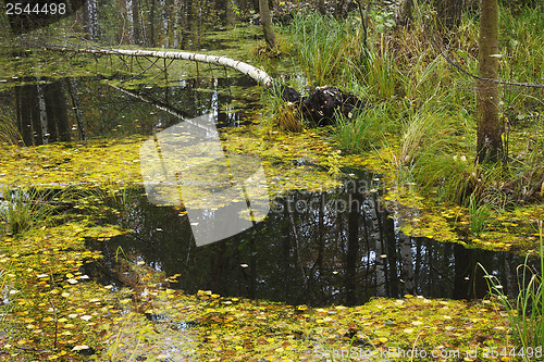 Image of Autumn flooding in the Northern woods