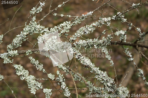 Image of Lichen on a tree