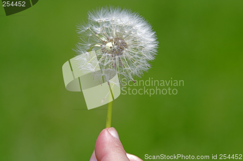 Image of Dandelion