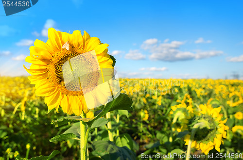 Image of Sunflower in the field