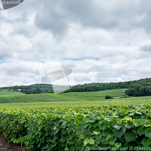 Image of Vineyard landscape, Montagne de Reims, France