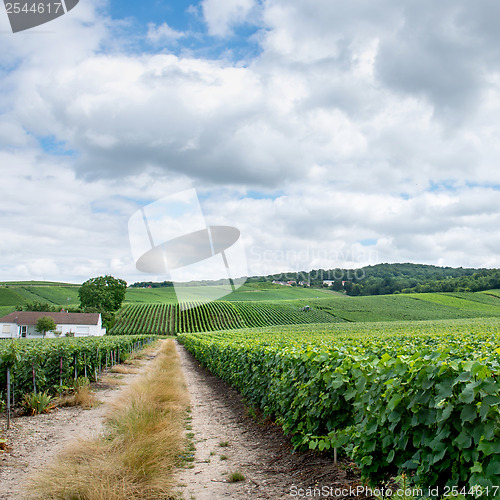 Image of Vineyard landscape, Montagne de Reims, France