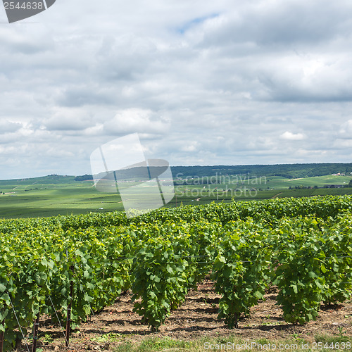 Image of Vineyard landscape, Montagne de Reims, France